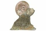 Iridescent, Pyritized Ammonite (Quenstedticeras) Fossil Display #193217-1